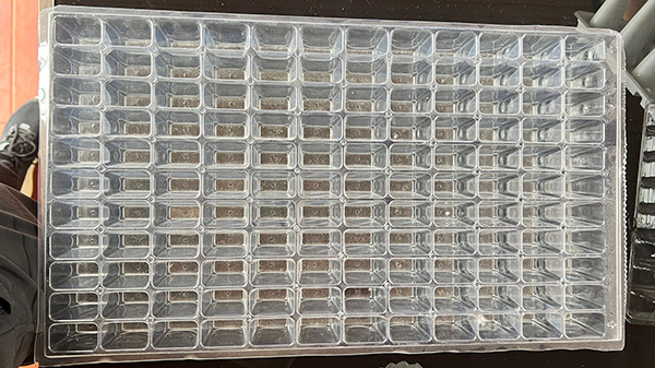 山東蠍子孵化盤